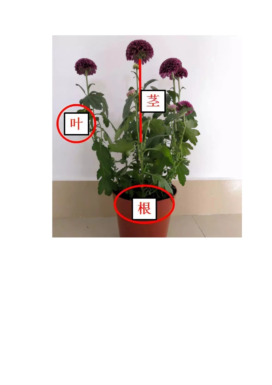 教科版科学一年级上册期末复习知识点总结_第2页
