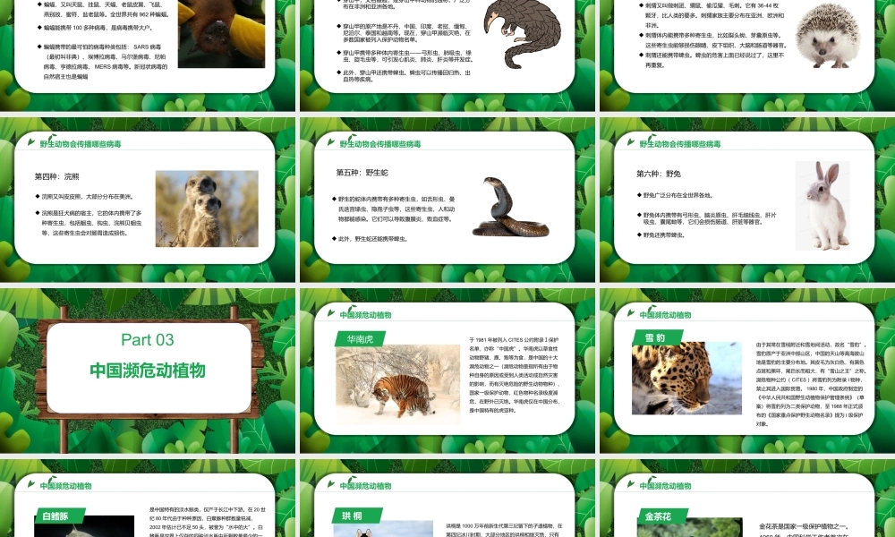 2022保护野生动植物PPT卡通简约风世界野生动植物日知识介绍课件模板.pptx