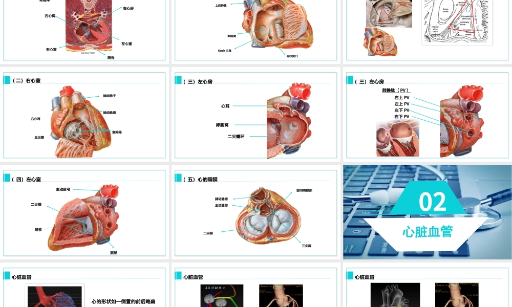 完整内容心脏健康医学解剖研究PPT模板素材下载.pptx