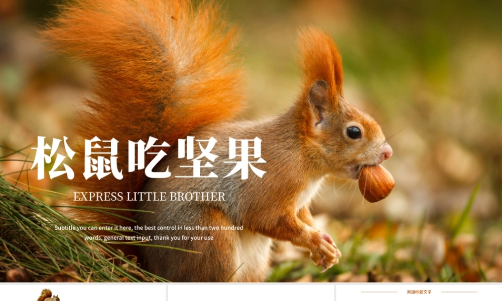 2022动物松鼠吃松果保护动物动态PPT实景创意语文教学课件模板.pptx