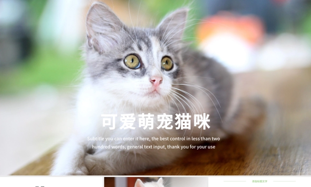 可爱萌宠猫咪宠物店动态ppt模板.pptx