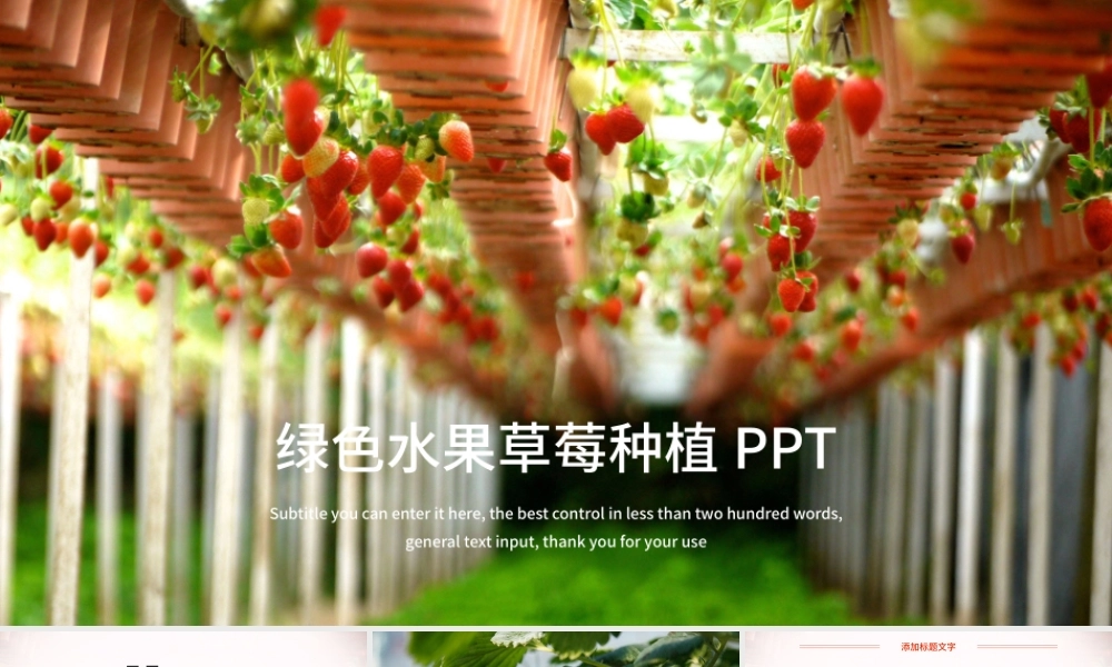 绿色水果草莓种植大棚草莓ppt模板.pptx