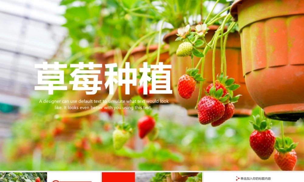 水果草莓种植PPT模板.pptx