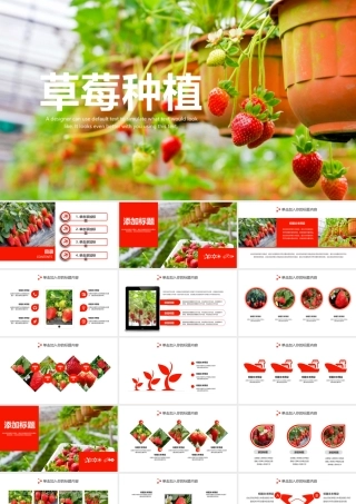 水果草莓种植PPT模板.pptx